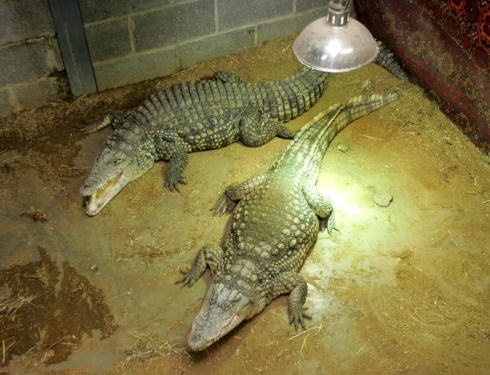 Shocking Zoo Incident Sparks Attempted Murder Probe
