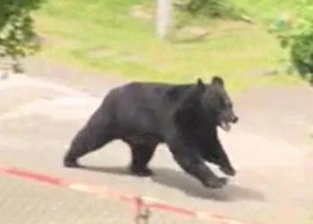 bear factory escape Japan