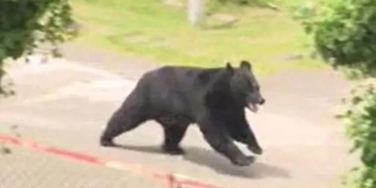 bear factory escape Japan