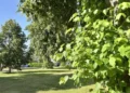 trees falling during extreme heat