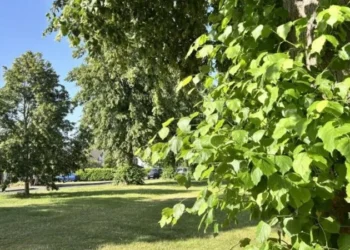 trees falling during extreme heat