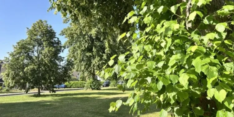 trees falling during extreme heat