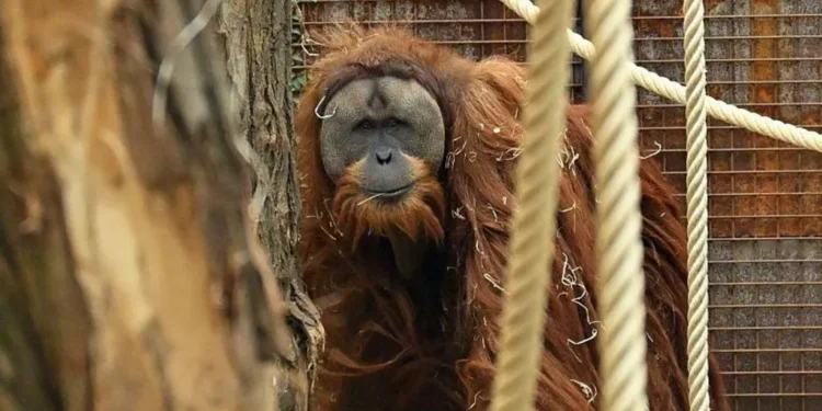 extreme rain rarest orangutans study