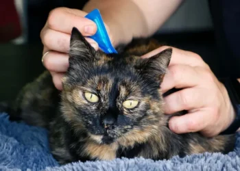 flea treatment ban pets veterinarians