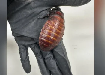 illegal insects Australia