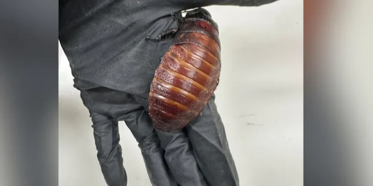 illegal insects Australia