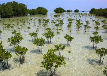 mangrove forest recovery