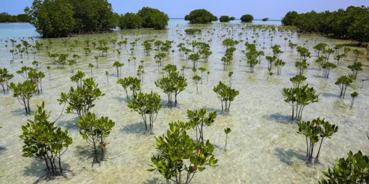 mangrove forest recovery