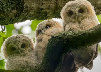 wildlife photography images