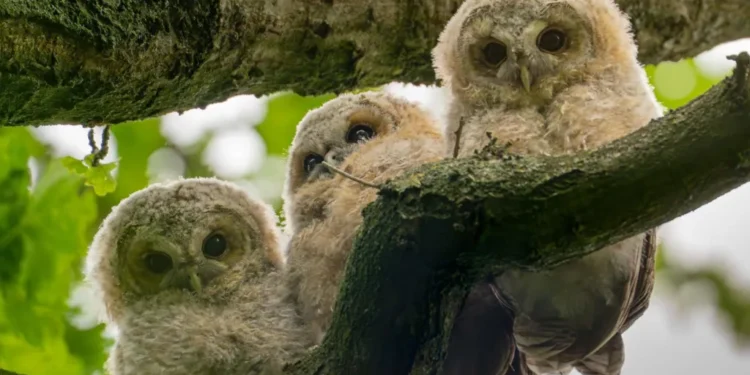 wildlife photography images
