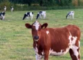 cows on railway line delays