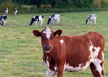 cows on railway line delays
