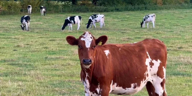 cows on railway line delays