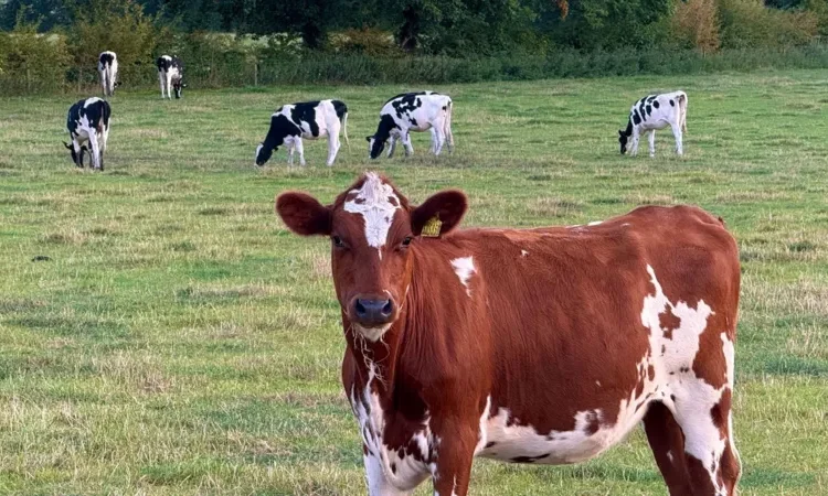 cows on railway line delays