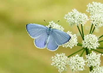 Britain butterfly population increase