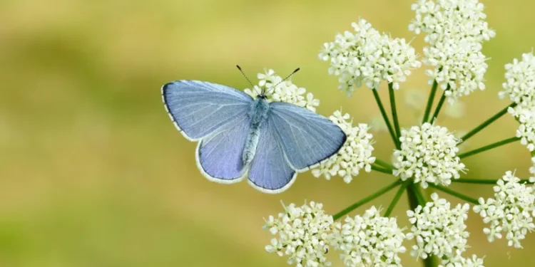 Britain butterfly population increase