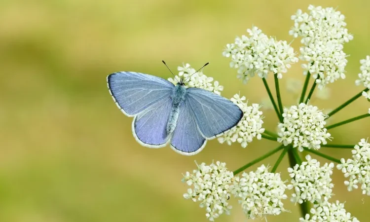 Britain butterfly population increase