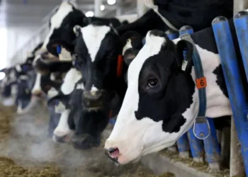 Trump Canada dairy trade dispute