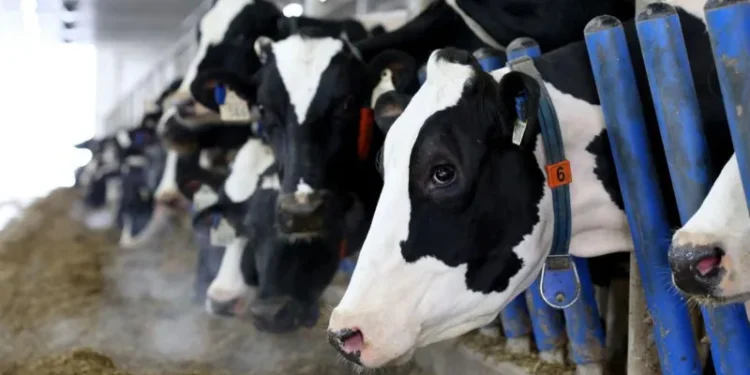 Trump Canada dairy trade dispute