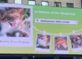 China animal abuse activists