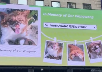 China animal abuse activists
