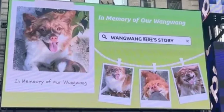 China animal abuse activists