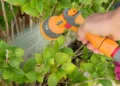 Hampshire Isle of Wight hosepipe ban