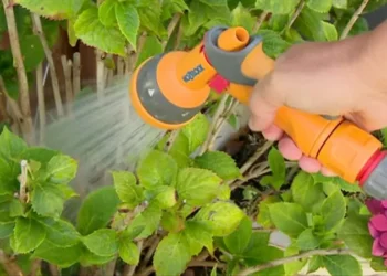 Hampshire Isle of Wight hosepipe ban