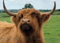 Highland cattle family farm