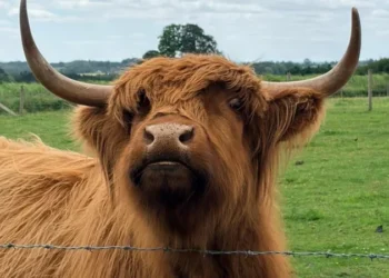 Highland cattle family farm