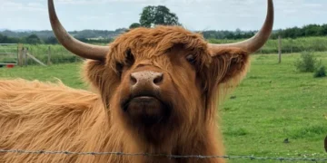 Highland cattle family farm