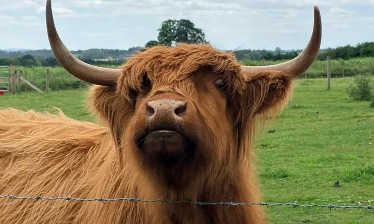 Highland cattle family farm