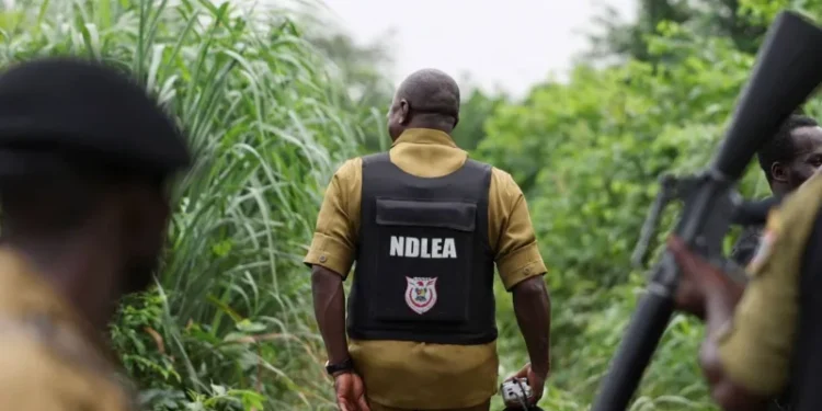 Mexican cartels Nigeria meth labs