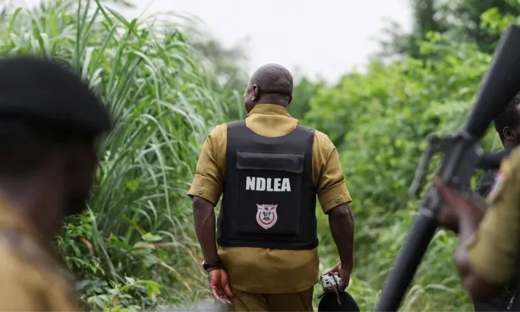 Mexican cartels Nigeria meth labs