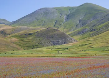 Italy lentil bloom Castelluccio
