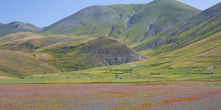 Italy lentil bloom Castelluccio