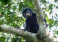 new monkey species DR Congo
