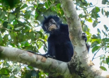 new monkey species DR Congo
