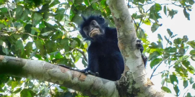 new monkey species DR Congo