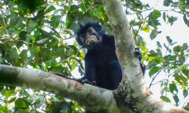 new monkey species DR Congo