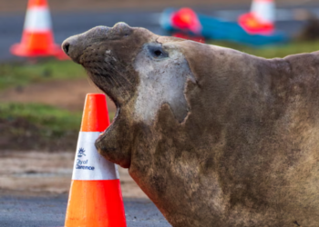 Tasmania’s Heavyweight Celebrity Neil Heads Back to Sea