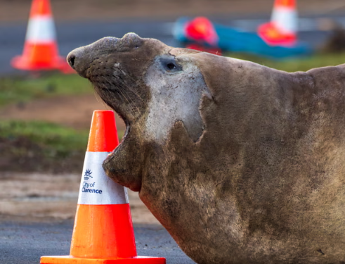 Tasmania’s Heavyweight Celebrity Neil Heads Back to Sea