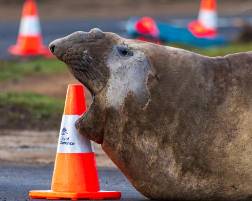 Tasmania’s Heavyweight Celebrity Neil Heads Back to Sea
