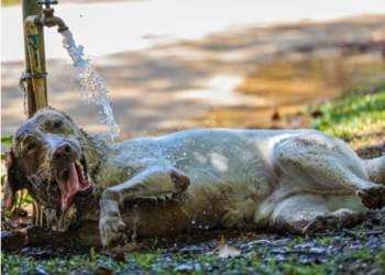 UK Pets Face Heatstroke Risks Even While Resting Indoors