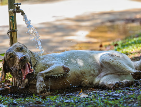 UK Pets Face Heatstroke Risks Even While Resting Indoors