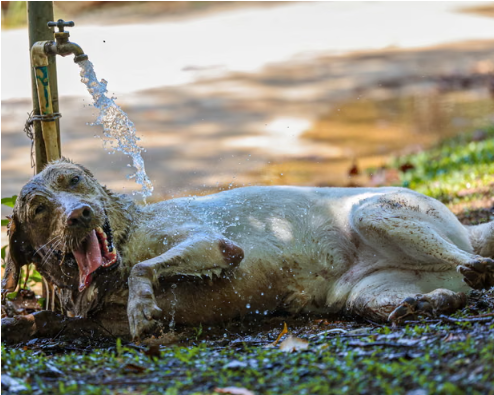 UK Pets Face Heatstroke Risks Even While Resting Indoors