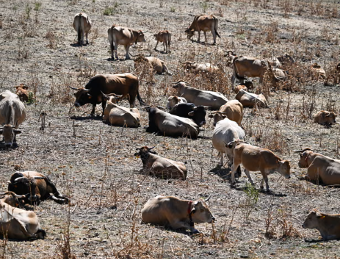 Europe Scorched as Record Heatwaves Grip the Continent