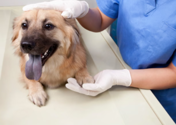 New UK Vet Reforms: £21 Prescription Cap Proposed