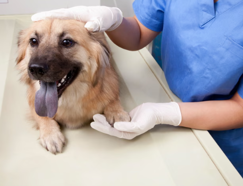 New UK Vet Reforms: £21 Prescription Cap Proposed