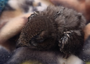 Swift Nesting Crisis Sparks Outrage in South Tyneside
